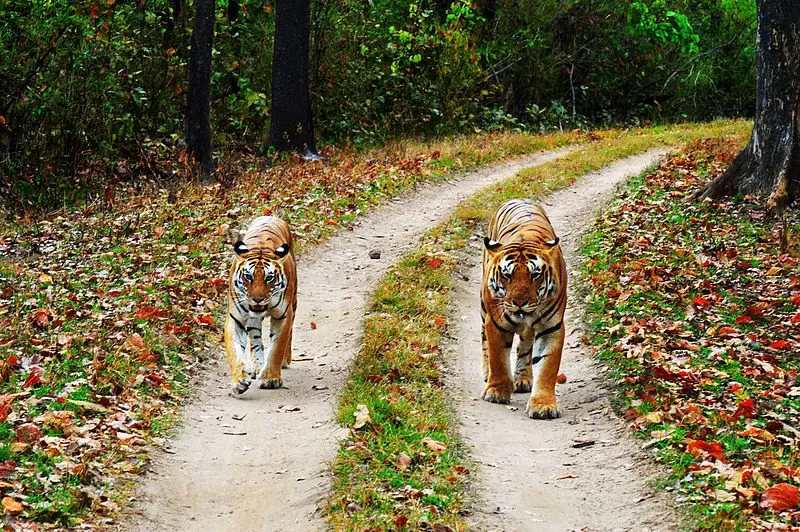 Photo of Kanha National Park, Madhya Pradesh, India by Ragini Mehra