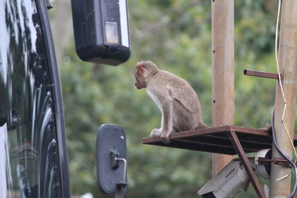 Photo of Bandipur National Park, Bandipur, Karnataka, India by Debabrata Nayak
