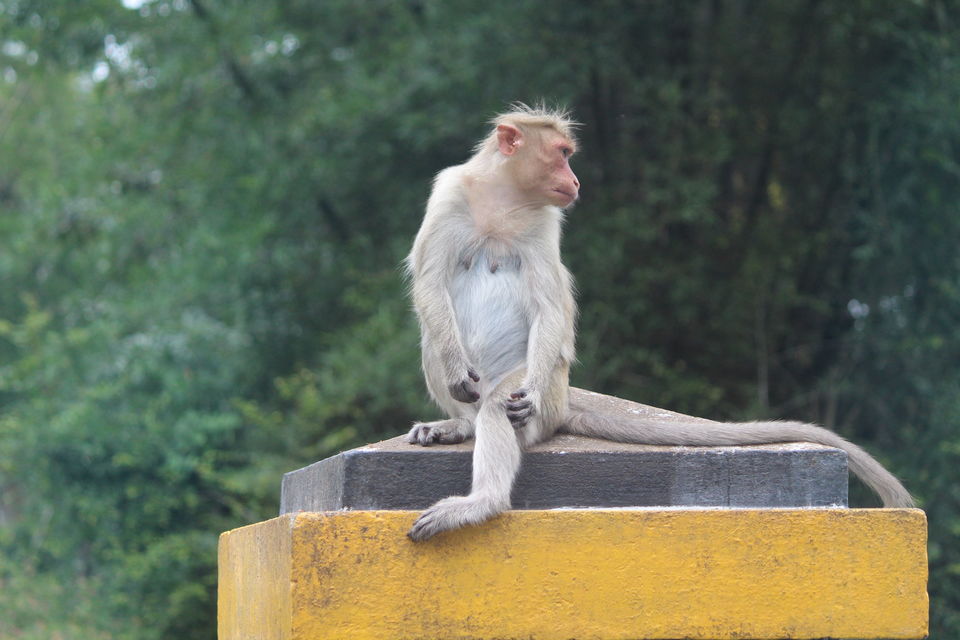 Photo of Bandipur National Park, Bandipur, Karnataka, India by Debabrata Nayak