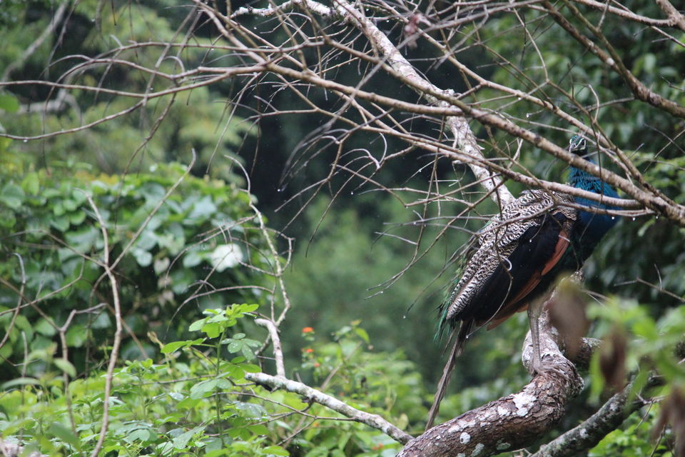 Photo of Bandipur National Park, Bandipur, Karnataka, India by Debabrata Nayak