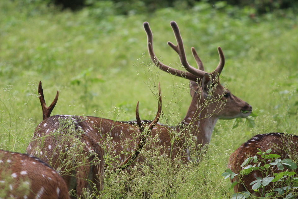 Photo of Bandipur National Park, Bandipur, Karnataka, India by Debabrata Nayak