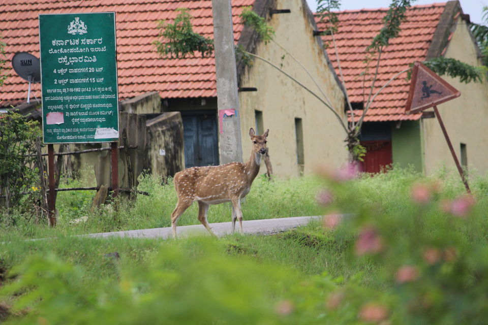Photo of Bandipur National Park, Bandipur, Karnataka, India by Debabrata Nayak
