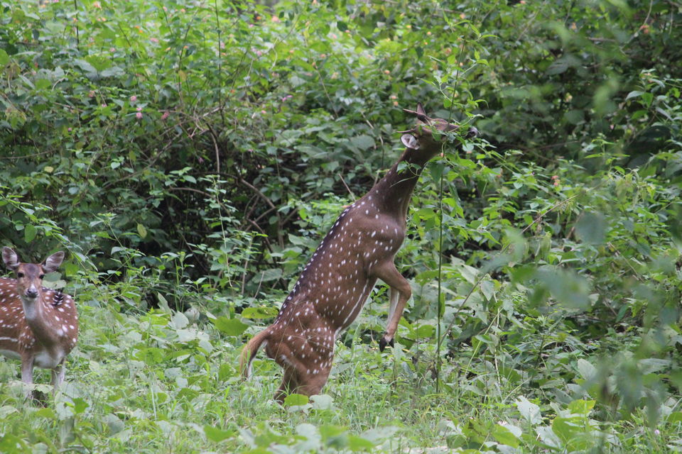 Photo of Bandipur National Park, Bandipur, Karnataka, India by Debabrata Nayak