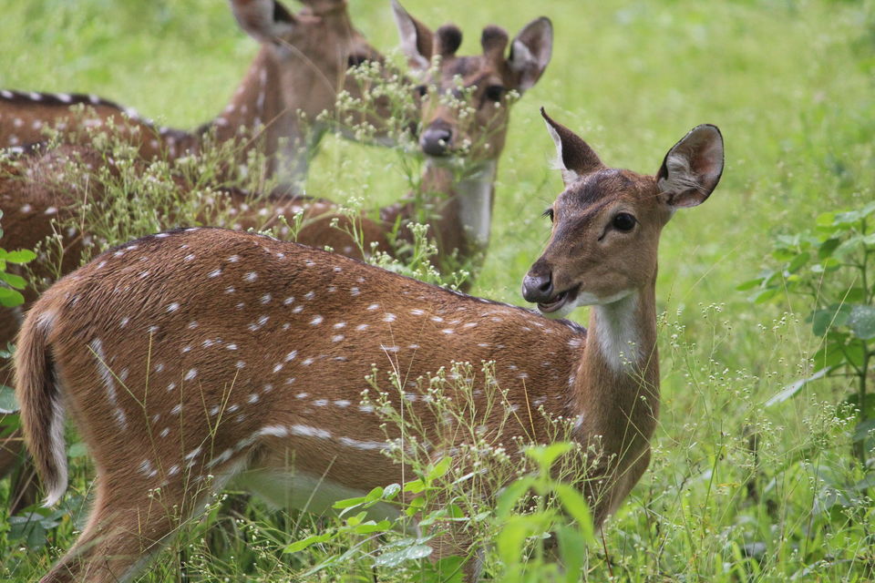 Photo of Bandipur National Park, Bandipur, Karnataka, India by Debabrata Nayak