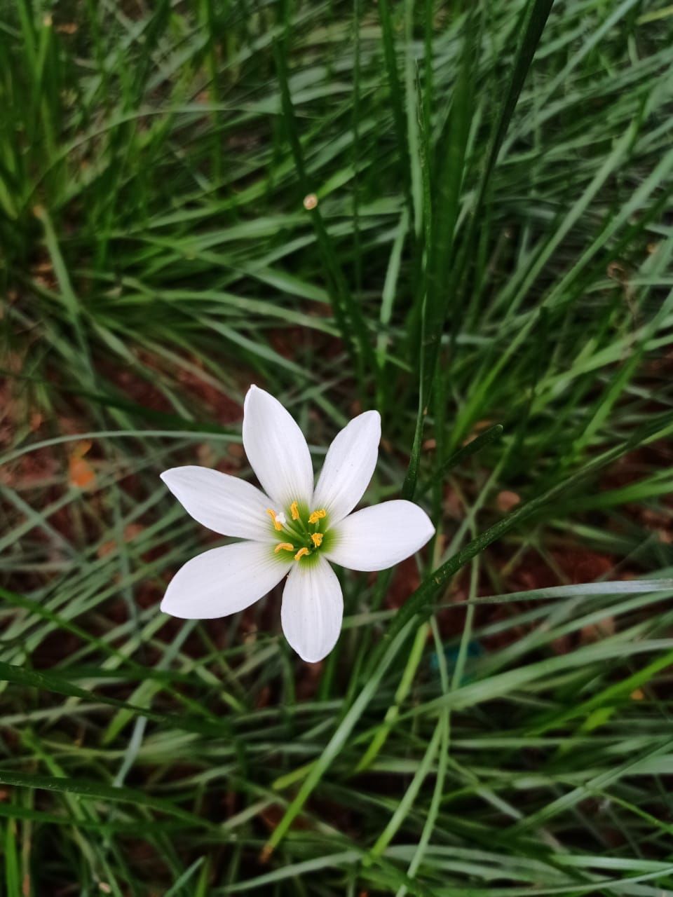 Photo of Ooty Botanical Gardens, Vannarapettai, Ooty, Tamil Nadu, India by Debabrata Nayak