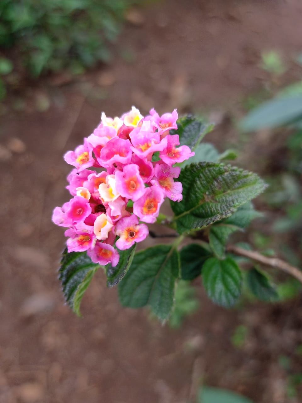 Photo of Ooty Botanical Gardens, Vannarapettai, Ooty, Tamil Nadu, India by Debabrata Nayak