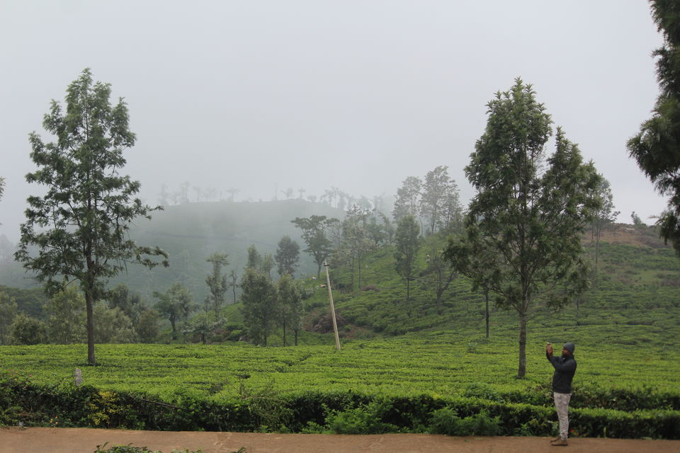 Photo of Government Tea Garden Ooty, Doddabetta Peak, Ooty, Tamil Nadu, India by Debabrata Nayak
