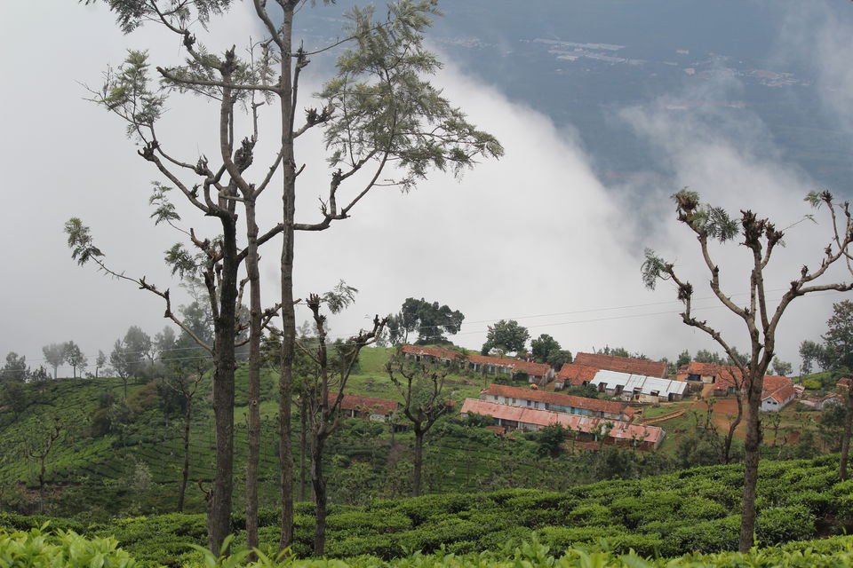 Photo of Government Tea Garden Ooty, Doddabetta Peak, Ooty, Tamil Nadu, India by Debabrata Nayak