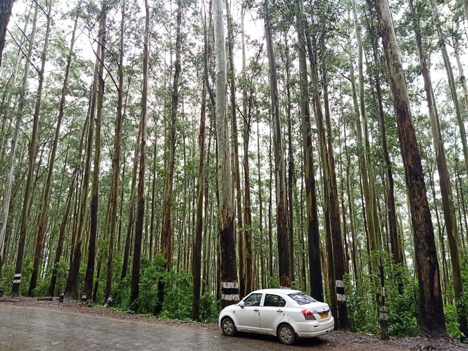 Photo of Pine Forest Shooting Spot, Ooty Main, Tamil Nadu, India by Debabrata Nayak