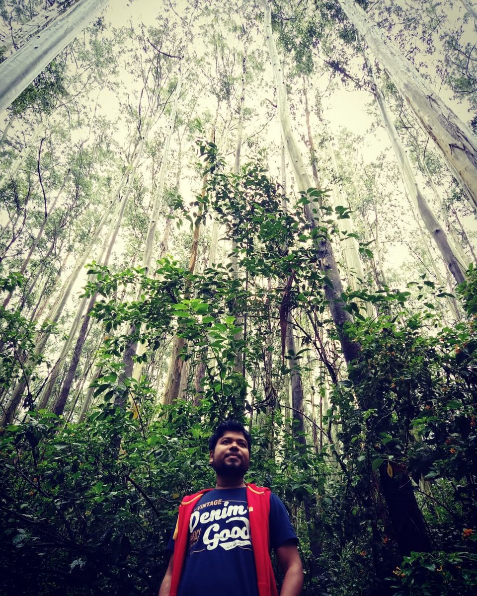 Photo of Pine Forest Shooting Spot, Ooty Main, Tamil Nadu, India by Debabrata Nayak