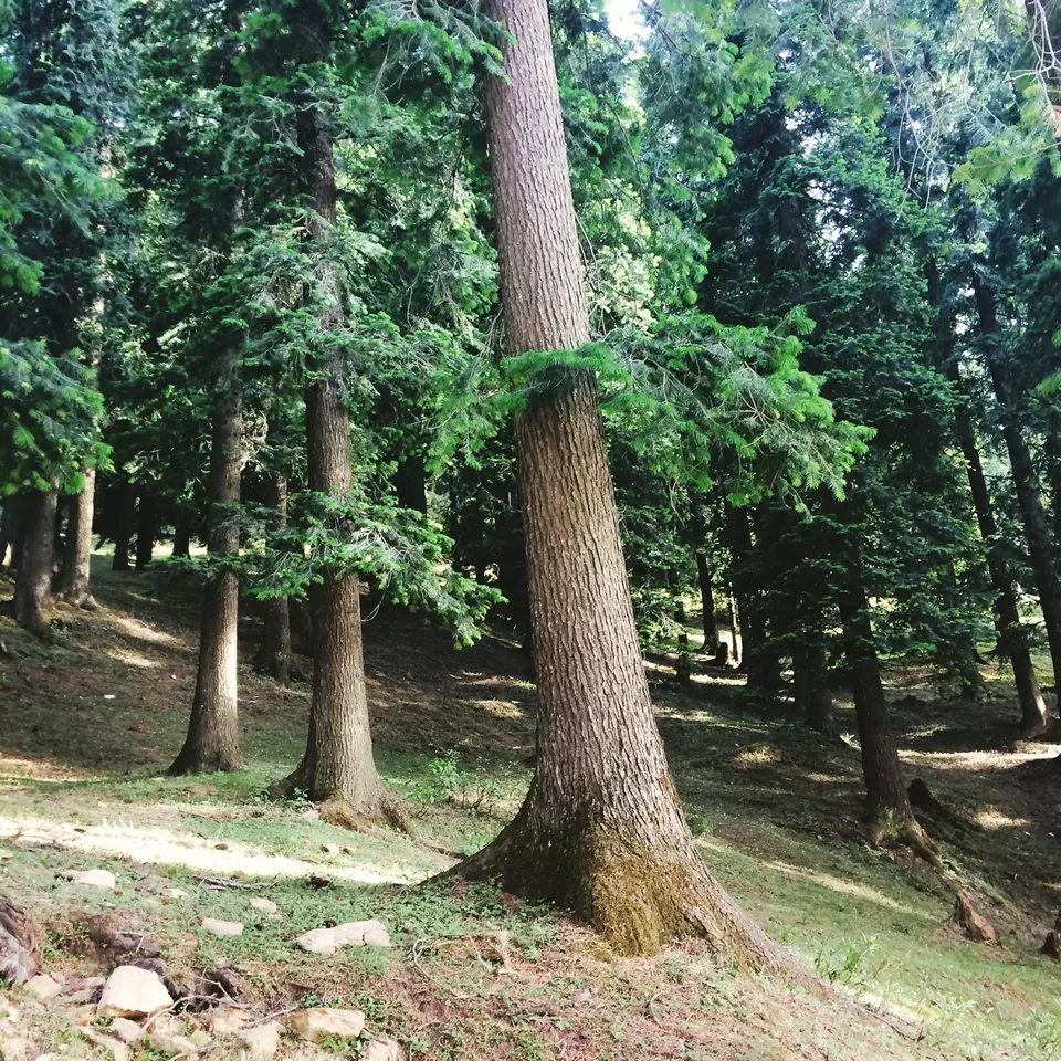Photo of Narkanda, Himachal Pradesh, India by Abhishek Khanna
