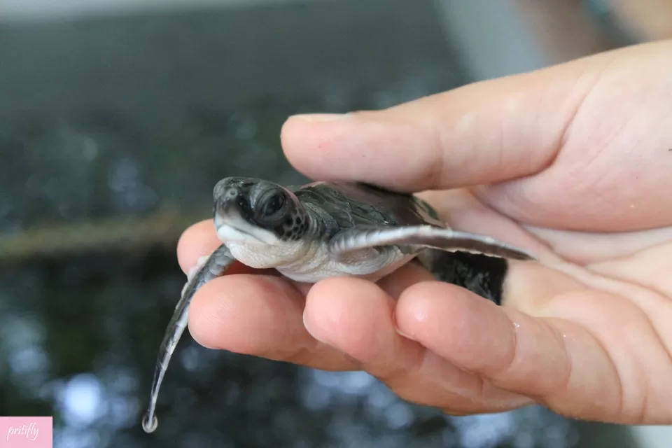 Photo of Bentota Beach, Bentota, Southern Province, Sri Lanka by Priti