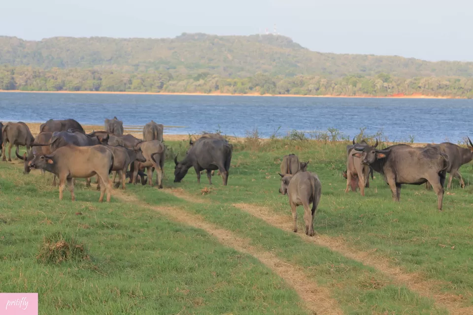 Photo of Minneriya, Polonnaruwa, North Central Province, Sri Lanka by Priti