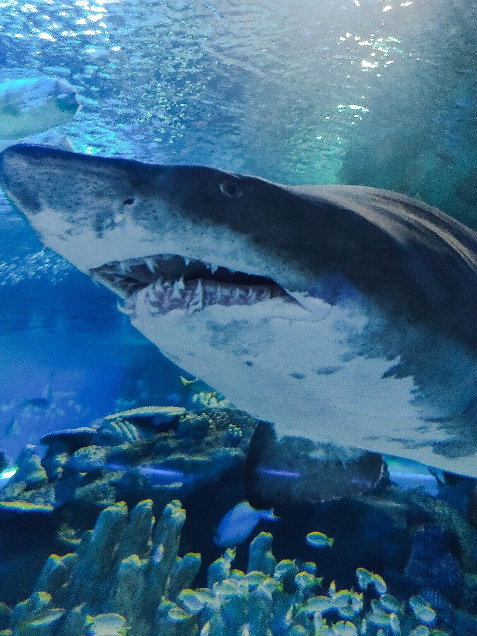 Photo of Aquaria KLCC, Jalan Pinang, Kuala Lumpur City Centre, Kuala Lumpur, Federal Territory of Kuala Lumpur, Malaysia by Aditya Saini