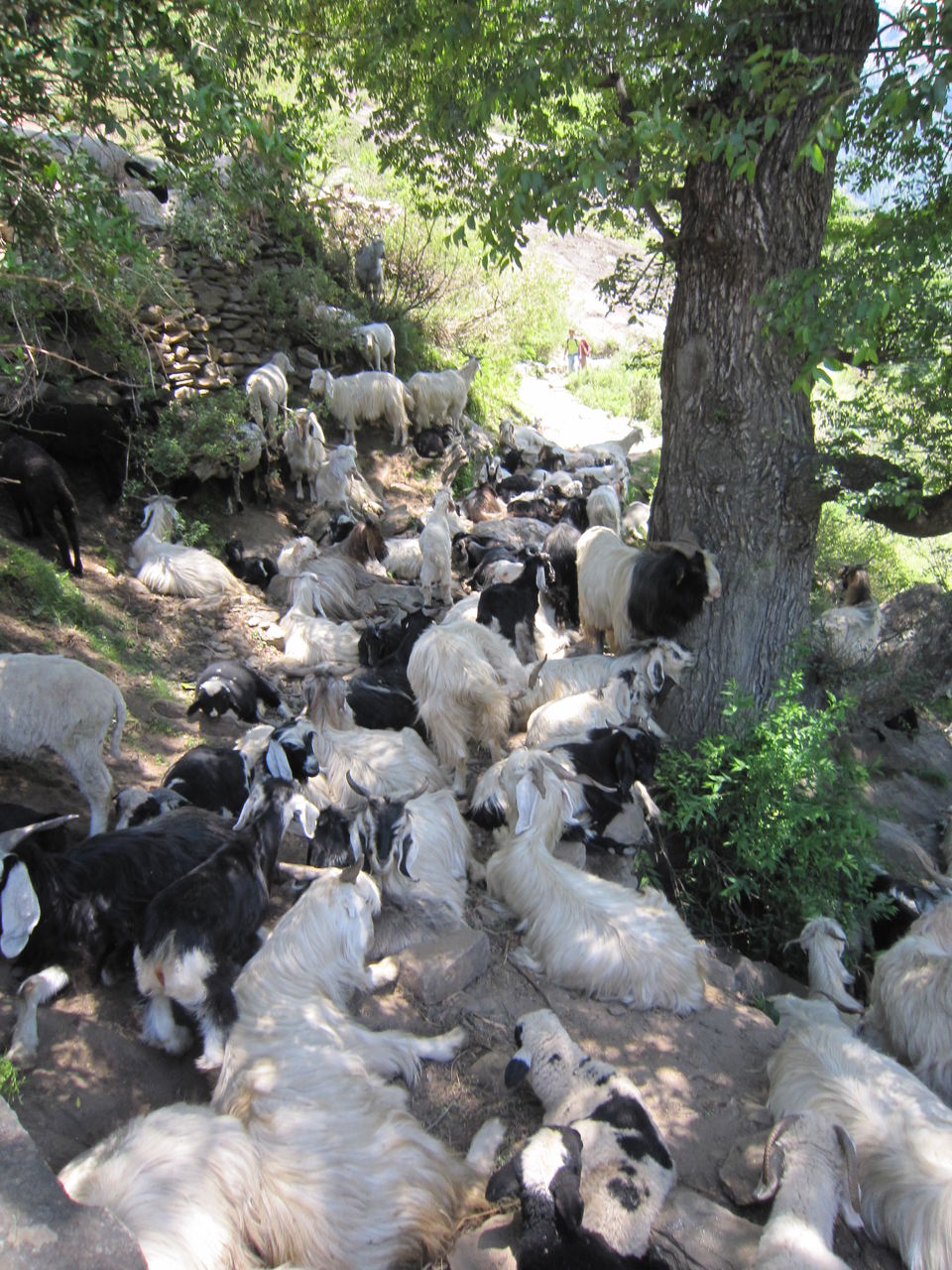 Photo of Kheer Ganga Trek, Khir Ganga, Himachal Pradesh, India by Tushar Chaudhary