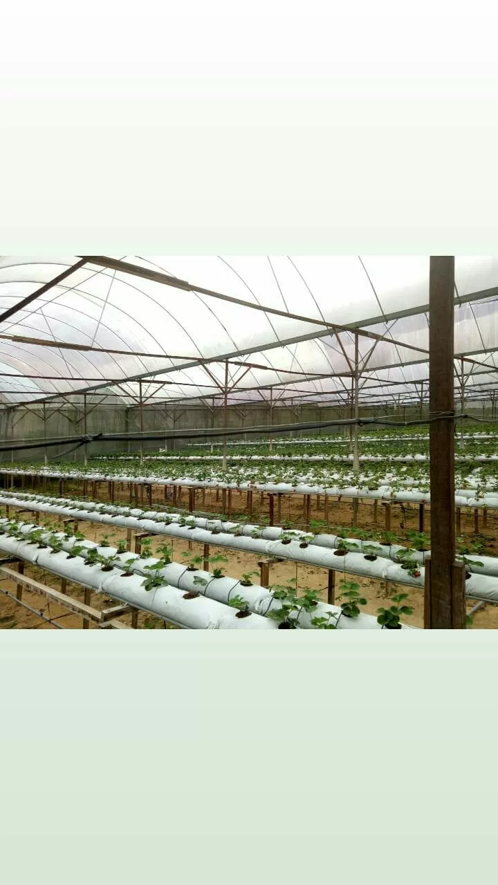 Photo of Cameron Lavender Garden, Taman Tringkap, Brinchang, Pahang, Malaysia by Anoop Jain