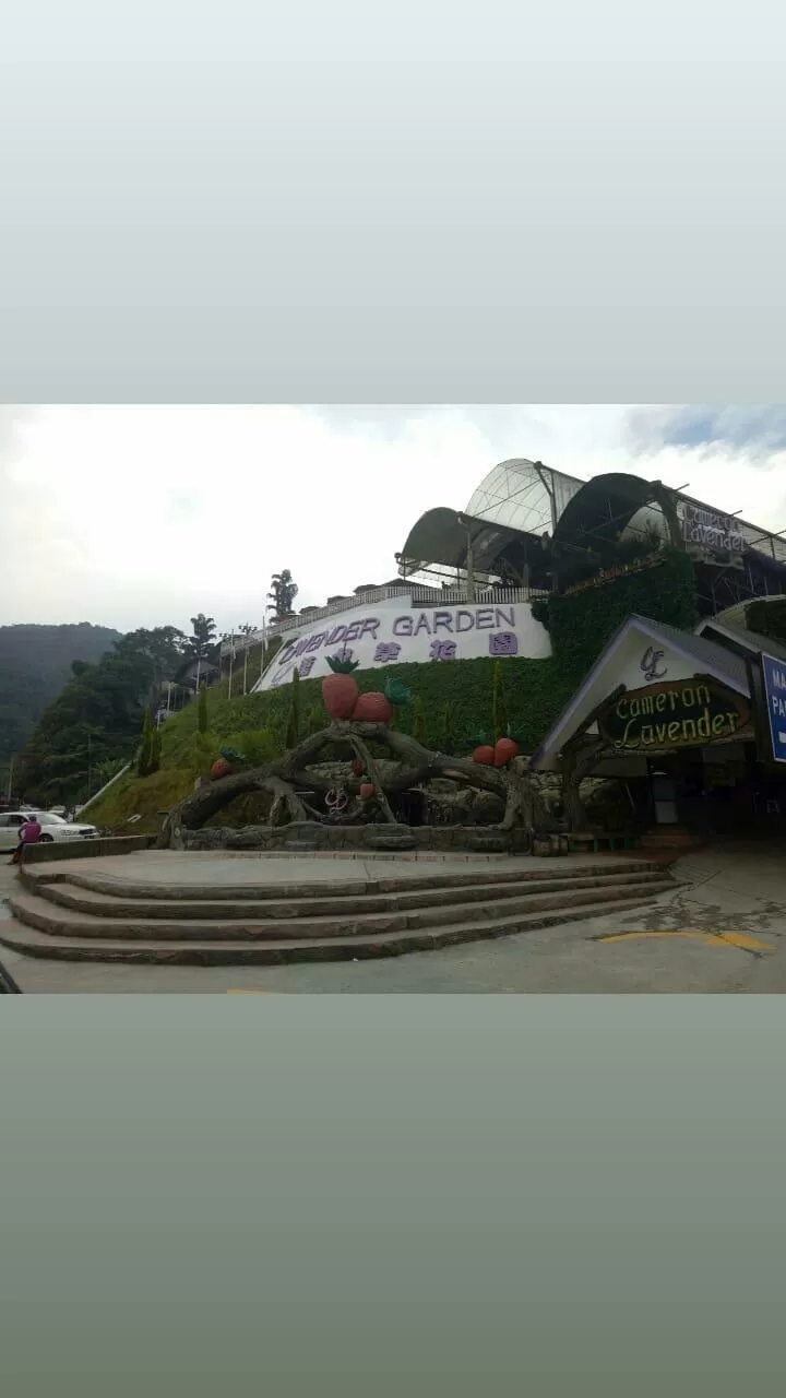 Photo of Cameron Lavender Garden, Taman Tringkap, Brinchang, Pahang, Malaysia by Anoop Jain