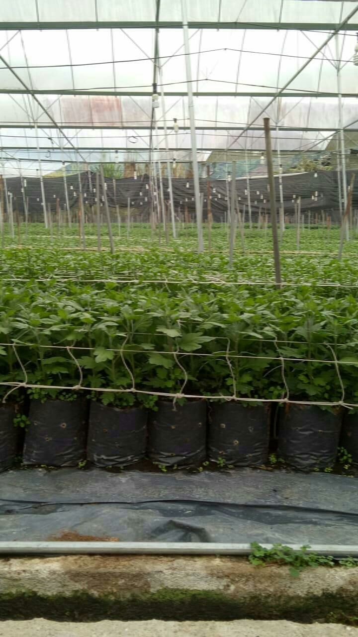 Photo of Cameron Lavender Garden, Taman Tringkap, Brinchang, Pahang, Malaysia by Anoop Jain
