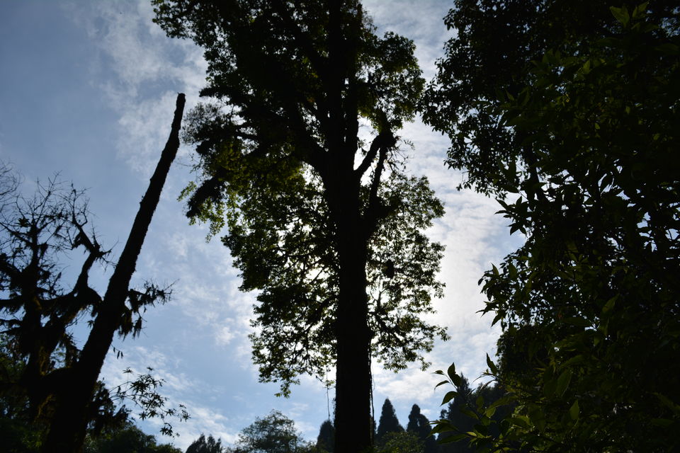 Photo of Lava , Lolegaon and Kalimpong 19/34 by RAhul Debnath