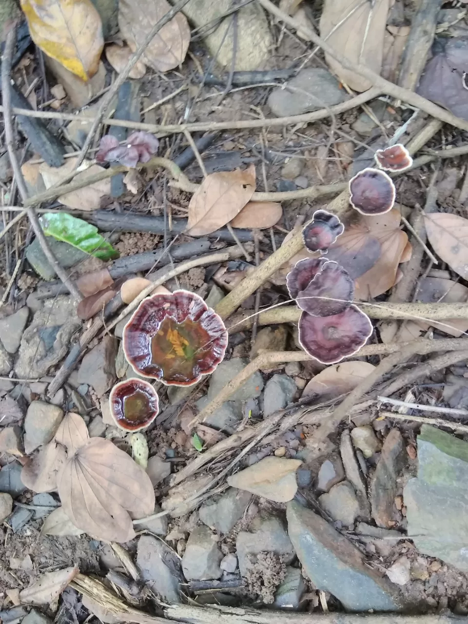 Photo of Bandaje, Karnataka, India by Vivek Mehta