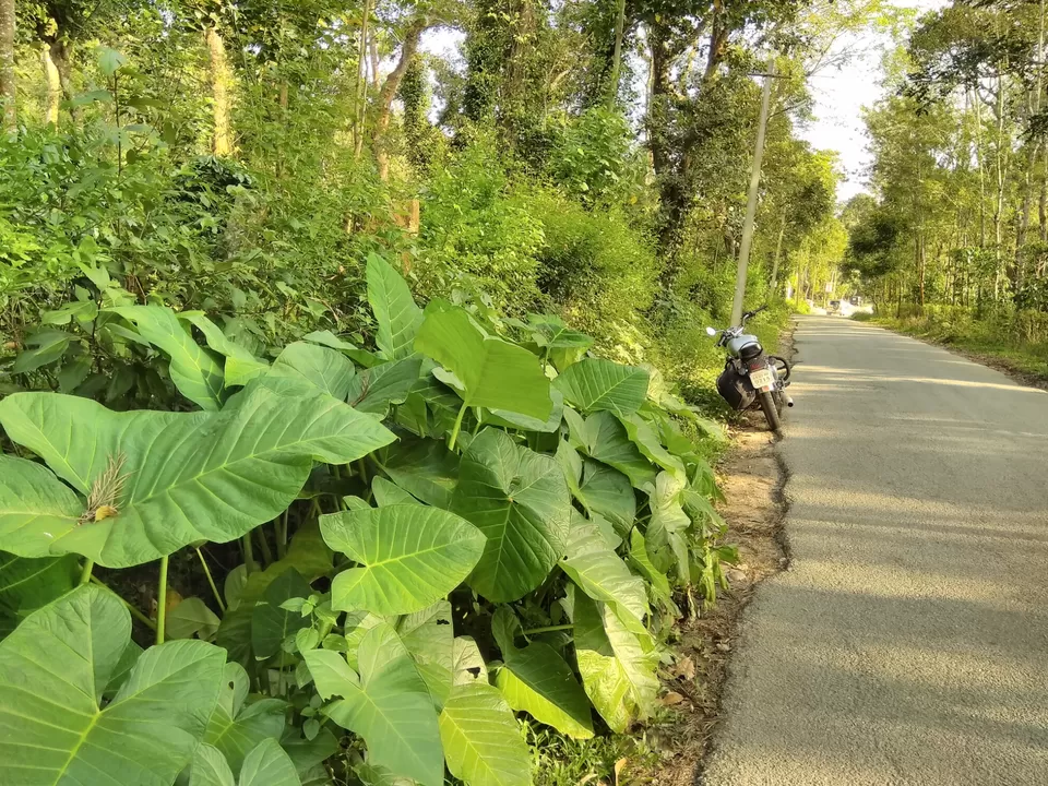 Photo of Bandaje, Karnataka, India by Vivek Mehta