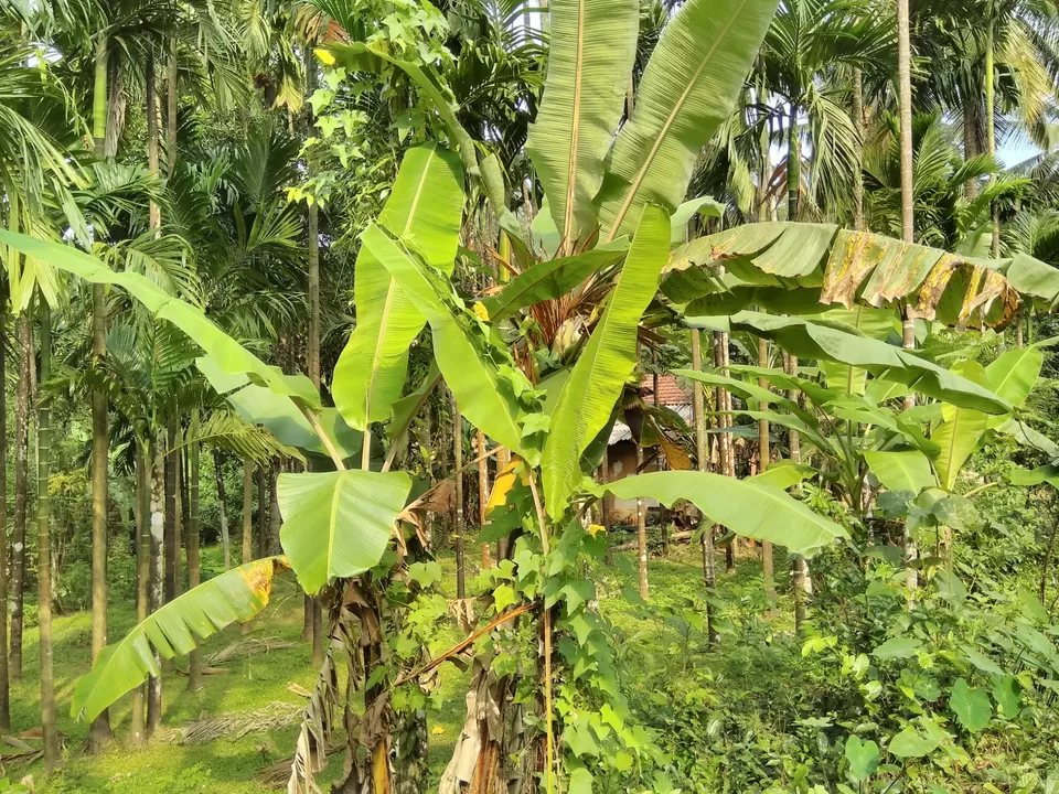 Photo of Bandaje, Karnataka, India by Vivek Mehta