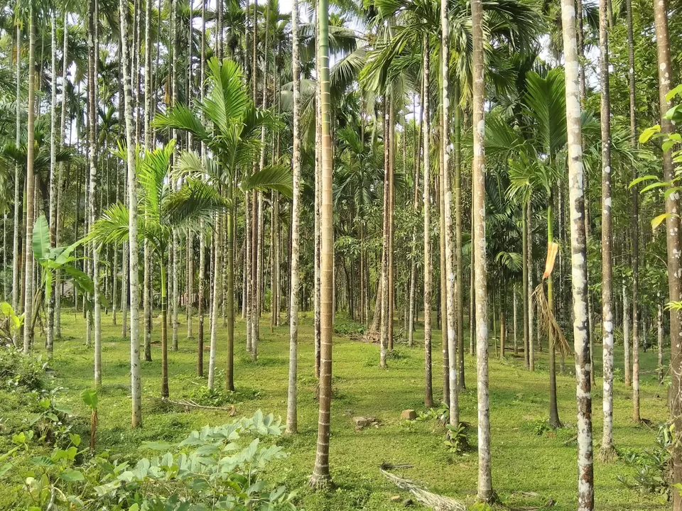 Photo of Bandaje, Karnataka, India by Vivek Mehta