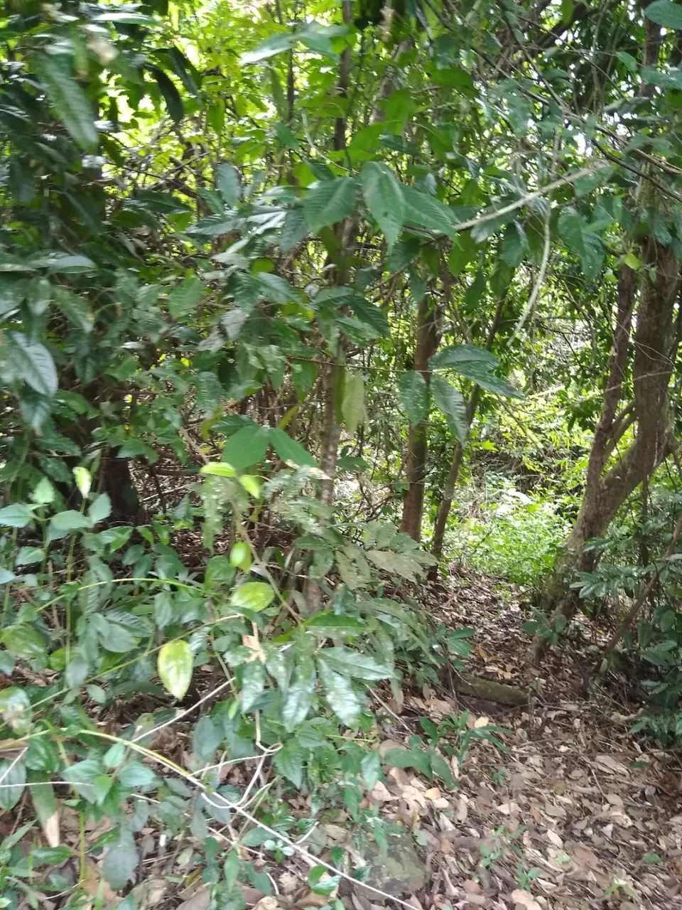 Photo of Bandaje, Karnataka, India by Vivek Mehta