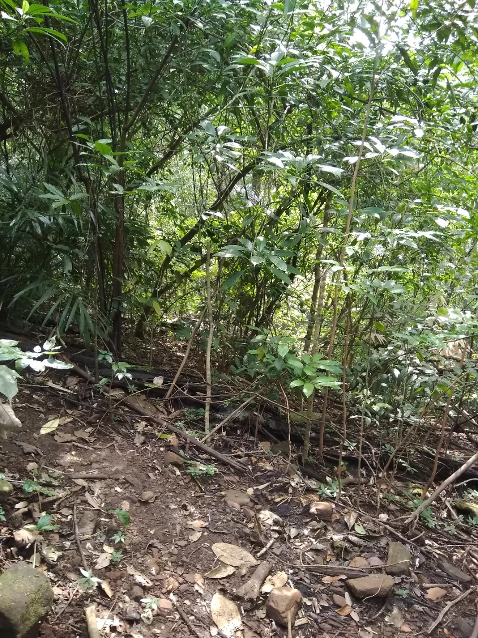 Photo of Bandaje, Karnataka, India by Vivek Mehta
