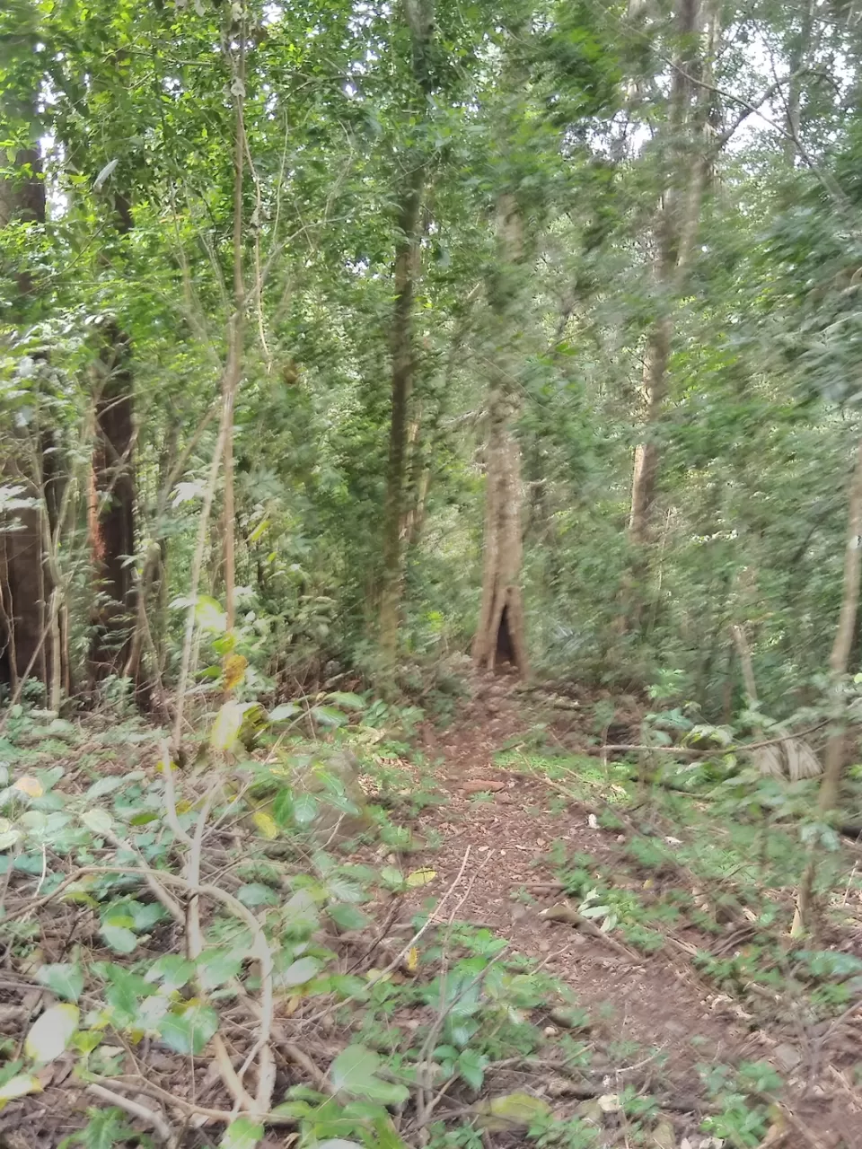 Photo of Bandaje, Karnataka, India by Vivek Mehta
