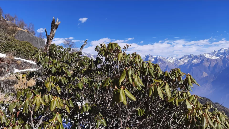 Photo of Khaliya Top Munsyari Camping by Vivek Mehta