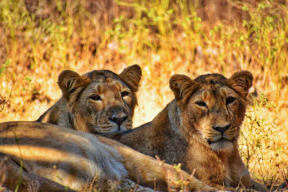 Photo of Experience an Encounter with Asiatic Lions from an Open Jeep Safari by Shubham Saxena
