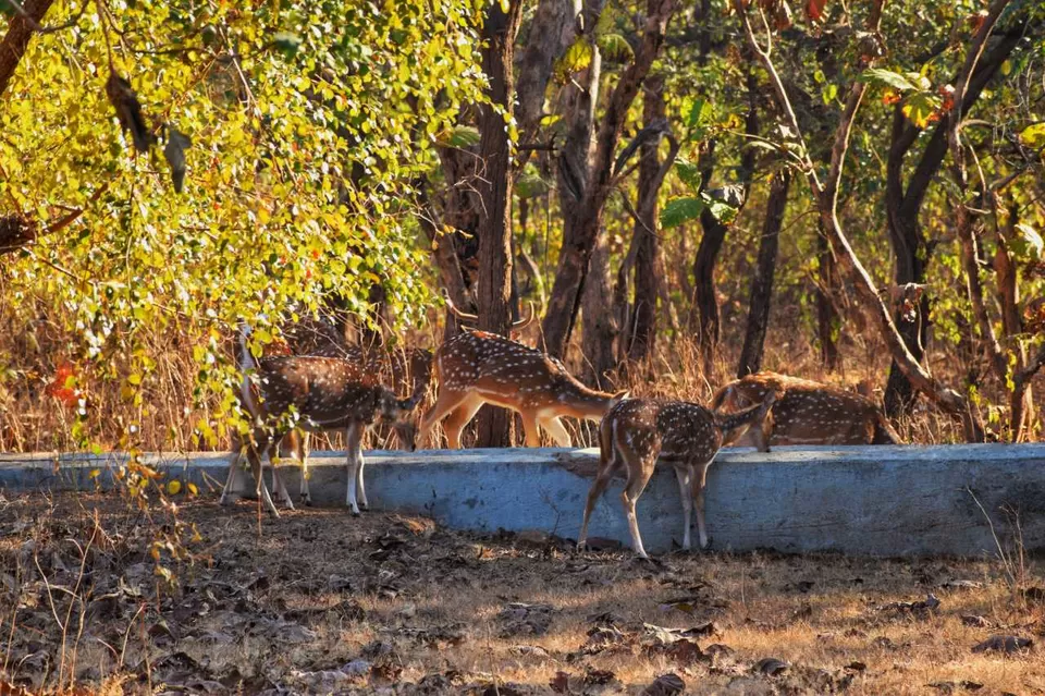 Photo of Experience an Encounter with Asiatic Lions from an Open Jeep Safari by Shubham Saxena