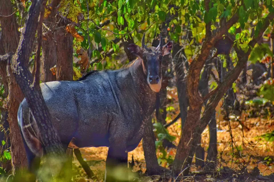 Photo of Experience an Encounter with Asiatic Lions from an Open Jeep Safari by Shubham Saxena