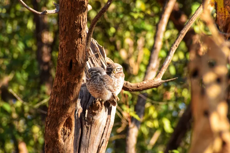 Photo of Experience an Encounter with Asiatic Lions from an Open Jeep Safari by Shubham Saxena