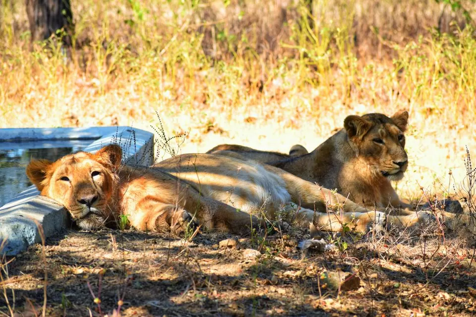 Photo of Experience an Encounter with Asiatic Lions from an Open Jeep Safari by Shubham Saxena