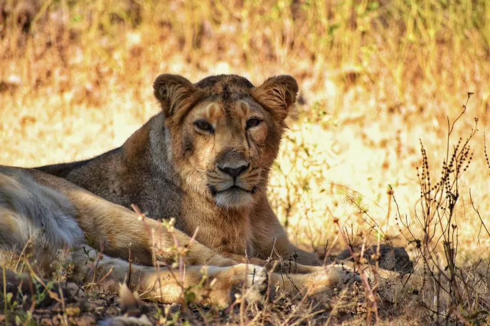 Photo of Experience an Encounter with Asiatic Lions from an Open Jeep Safari by Shubham Saxena