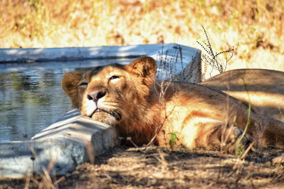 Photo of Experience an Encounter with Asiatic Lions from an Open Jeep Safari by Shubham Saxena