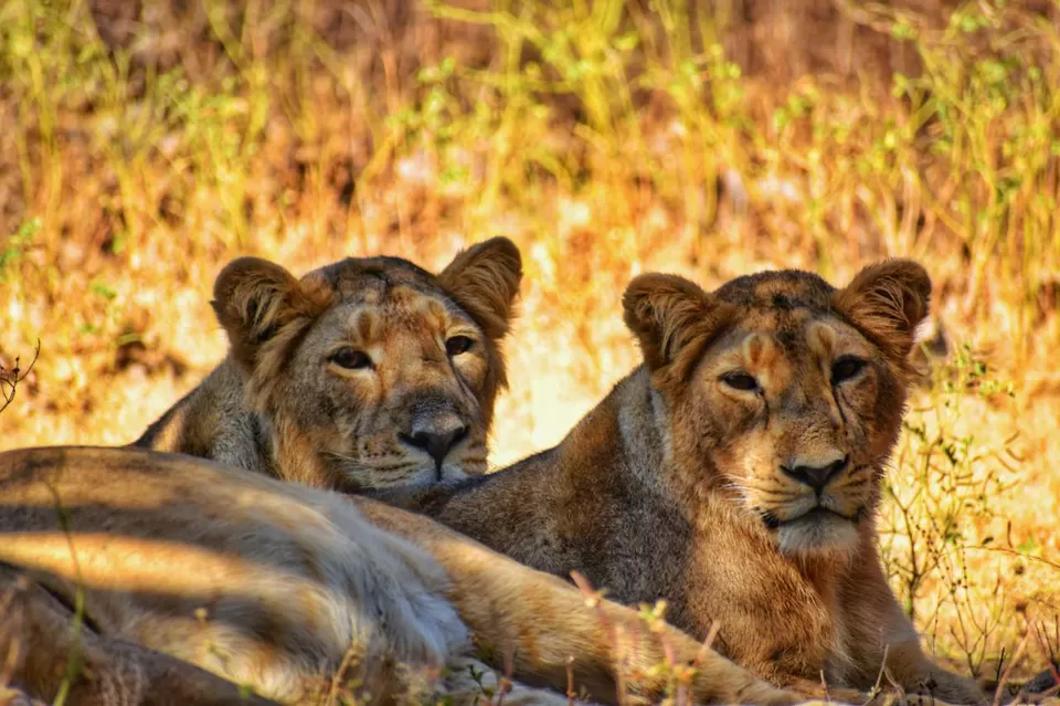 Photo of Gujarat, India by Shubham Saxena