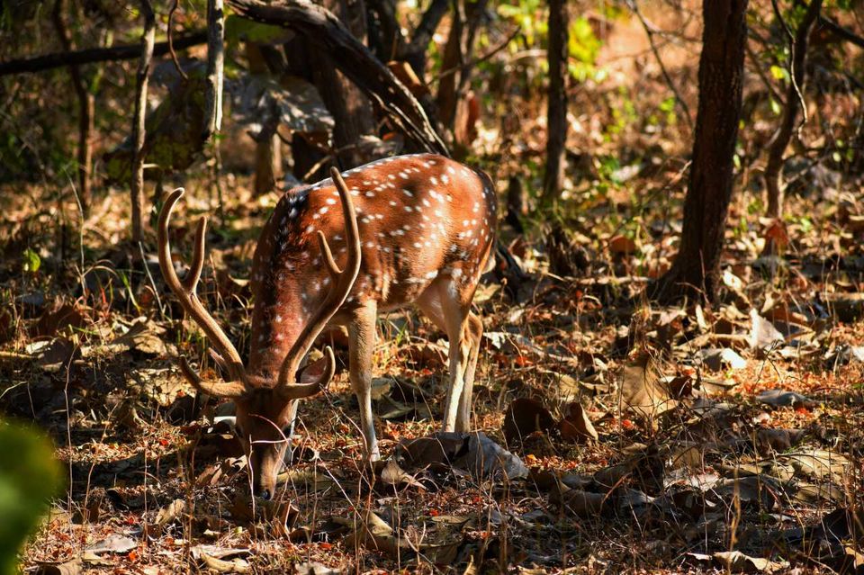 Photo of The Ultimate Itinerary for your next Long Weekend Trip in Gujarat by Shubham Saxena