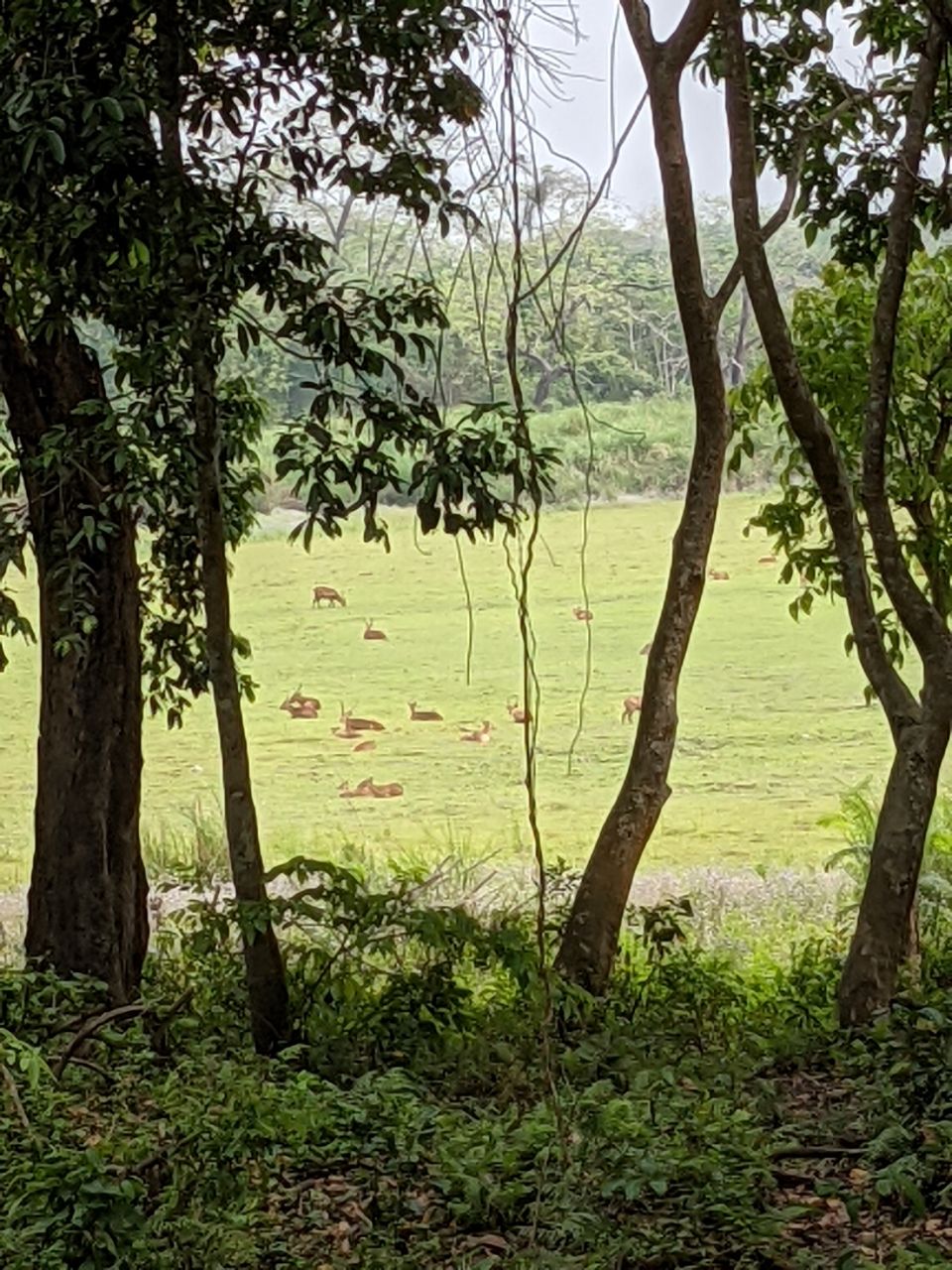 Photo of Kaziranga National Park, Kanchanjuri, Assam, India by Anuj Khandelwal