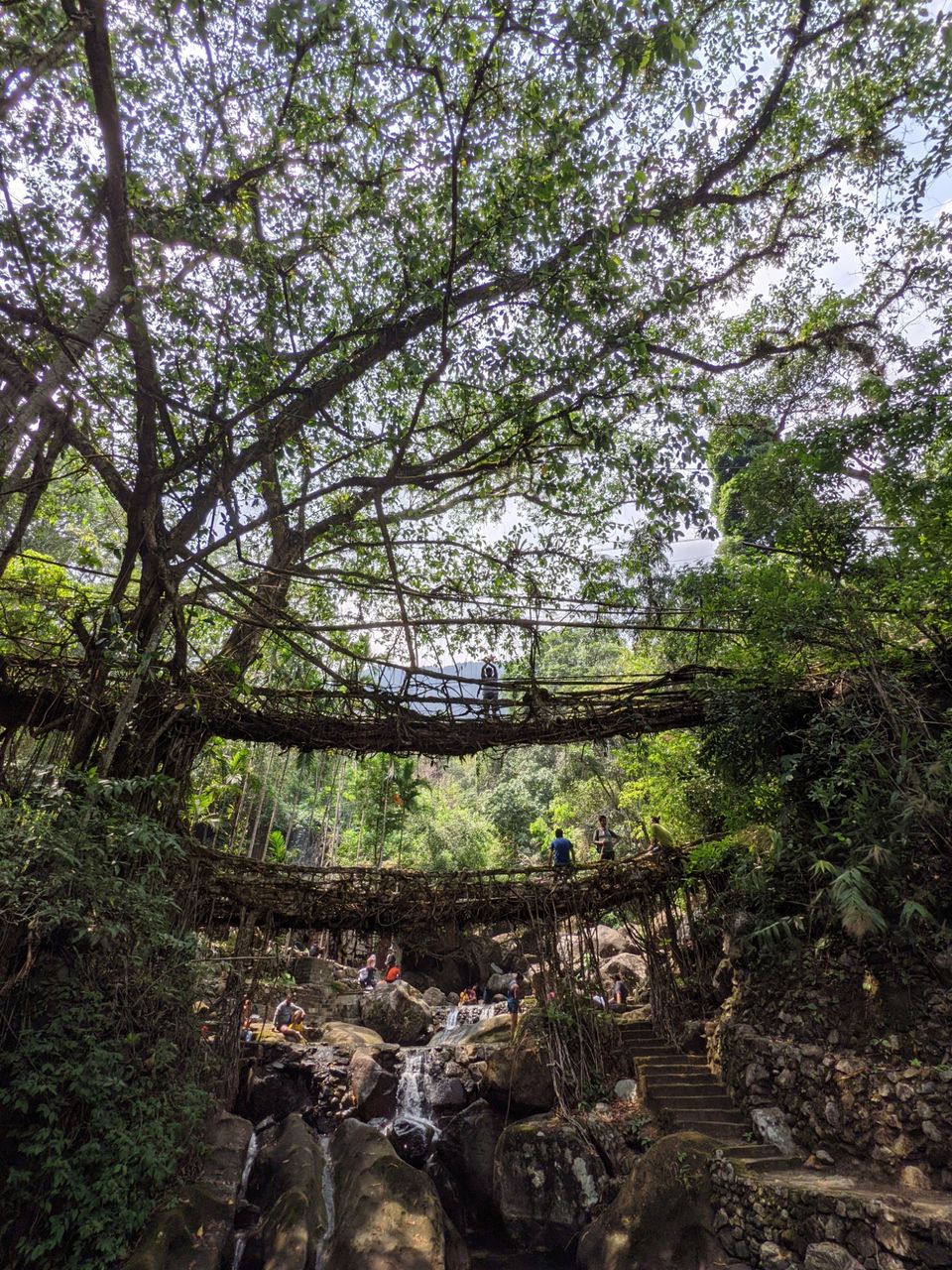Photo of Root Bridge, Meghalaya, India by Anuj Khandelwal