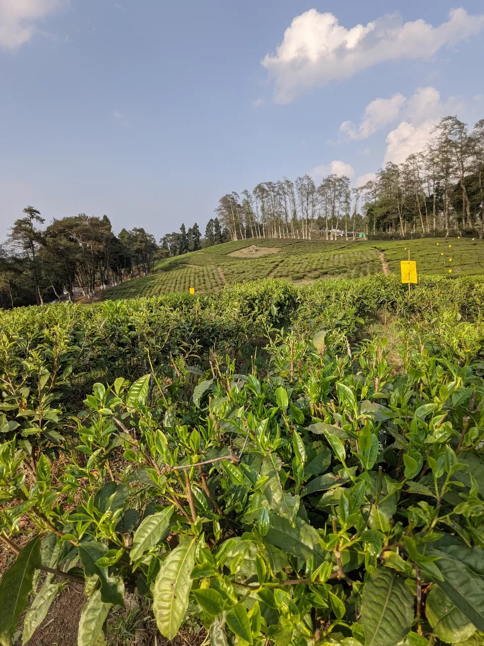 Photo of Tea Garden, Shillong, Meghalaya, India by Anuj Khandelwal