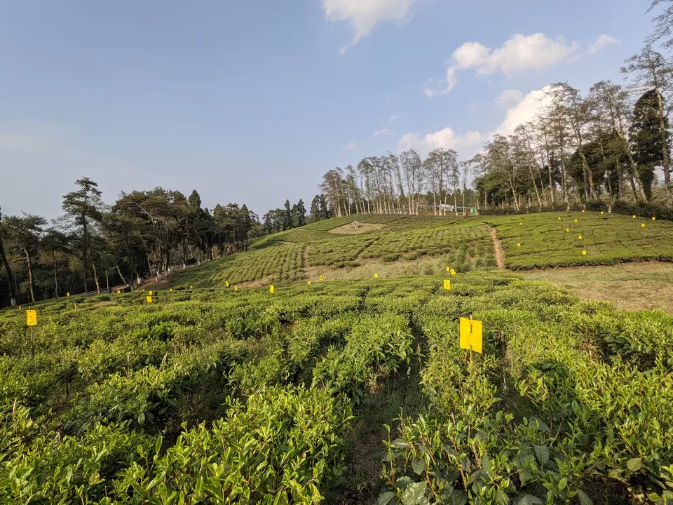 Photo of Tea Garden, Shillong, Meghalaya, India by Anuj Khandelwal