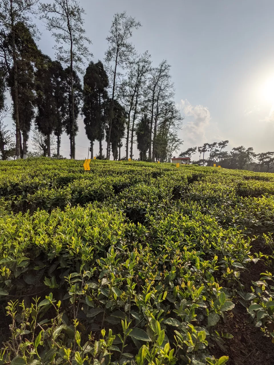 Photo of Tea Garden, Shillong, Meghalaya, India by Anuj Khandelwal