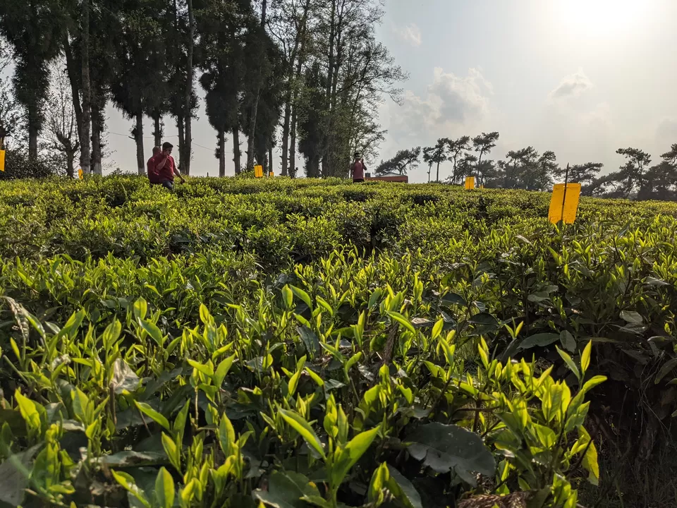 Photo of Tea Garden, Shillong, Meghalaya, India by Anuj Khandelwal