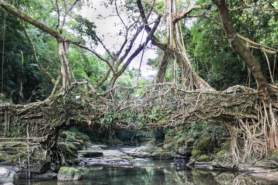 Photo of Root Bridge, Meghalaya, India by Anuj Khandelwal