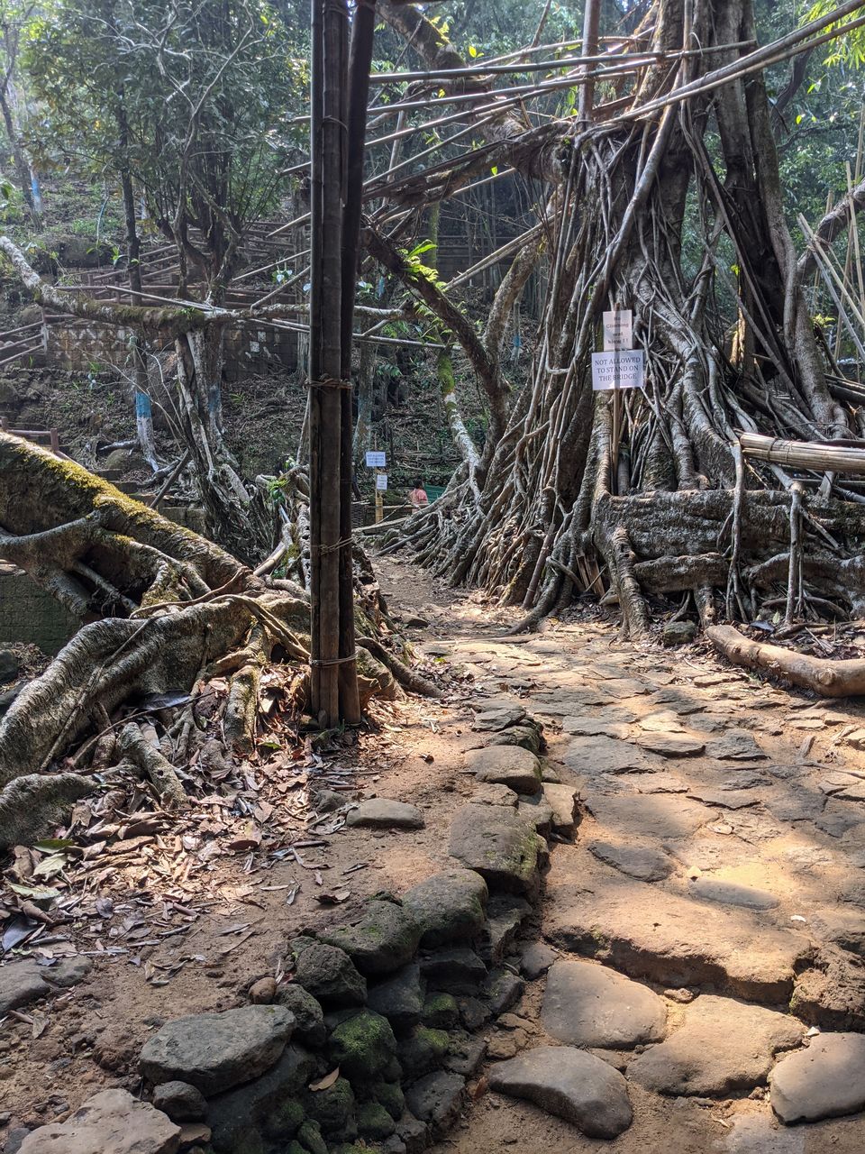 Photo of Root Bridge, Meghalaya, India by Anuj Khandelwal