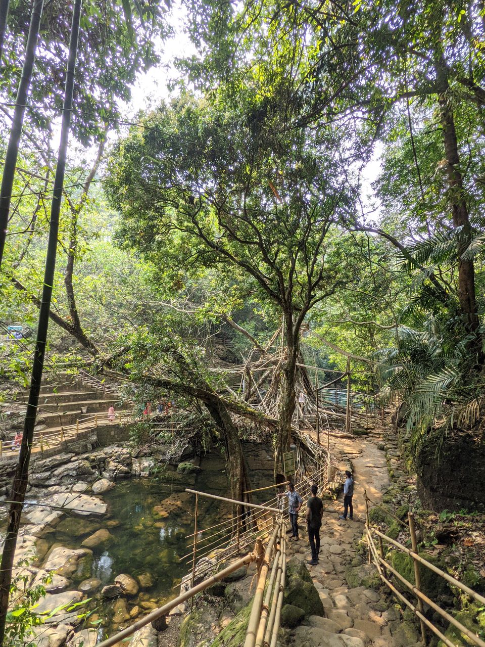 Photo of Root Bridge, Meghalaya, India by Anuj Khandelwal