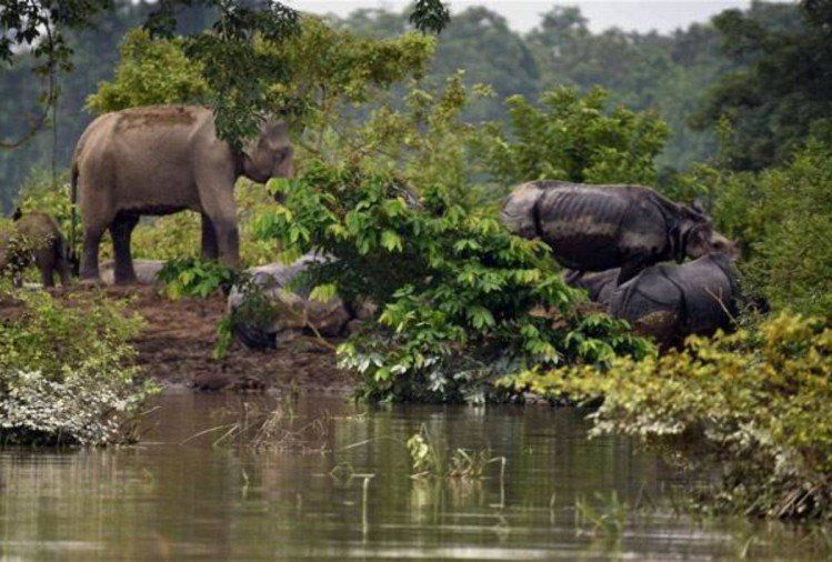 Photo of About Kaziranga National Park by Wildlife Tourism